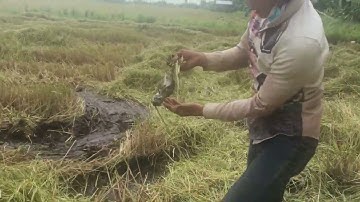 Theo Máy Cắt Lúa Để Bắt Chuột Đồng | Cận Cảnh Bắt Chuột Đồng Ở Miền Tây