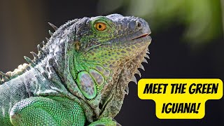 Unlock the Secrets to Green Iguana in 2024