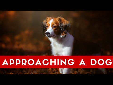 How To Approach A Dog Correctly! What To Do When Meeting Dogs