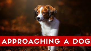 How To Approach A Dog Correctly! What To Do When Meeting Dogs.