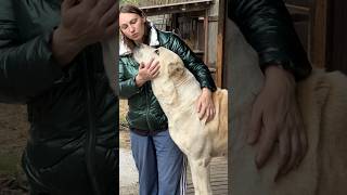 БАБА КАЧОК 😱САО АЛАБАЙ ДОЧЬ МАРШАЛА -БАНДА