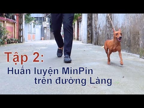 T2: Huấn Luyện chó Miniature Pinsher ngay trên đường Làng/Chó Minpin đẹp/NhamTuatTV-Dog in Vietnam