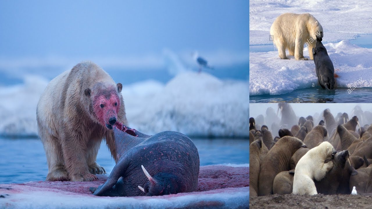 TOP POLAR BEAR VS ANIMALS MOMENTS Polar Bear vs Walrus, Seal YouTube