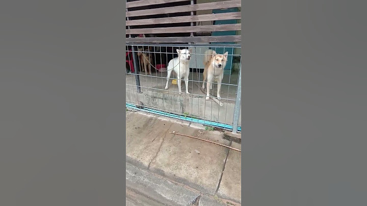 เดินผ่านน้องหมาน่ารักมากครับ.🐕🐕❤❤