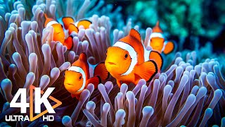 Aquarium 4K VIDEO (ULTRA HD) - Beautiful Relaxing Coral Reef Fish - Relaxing Music