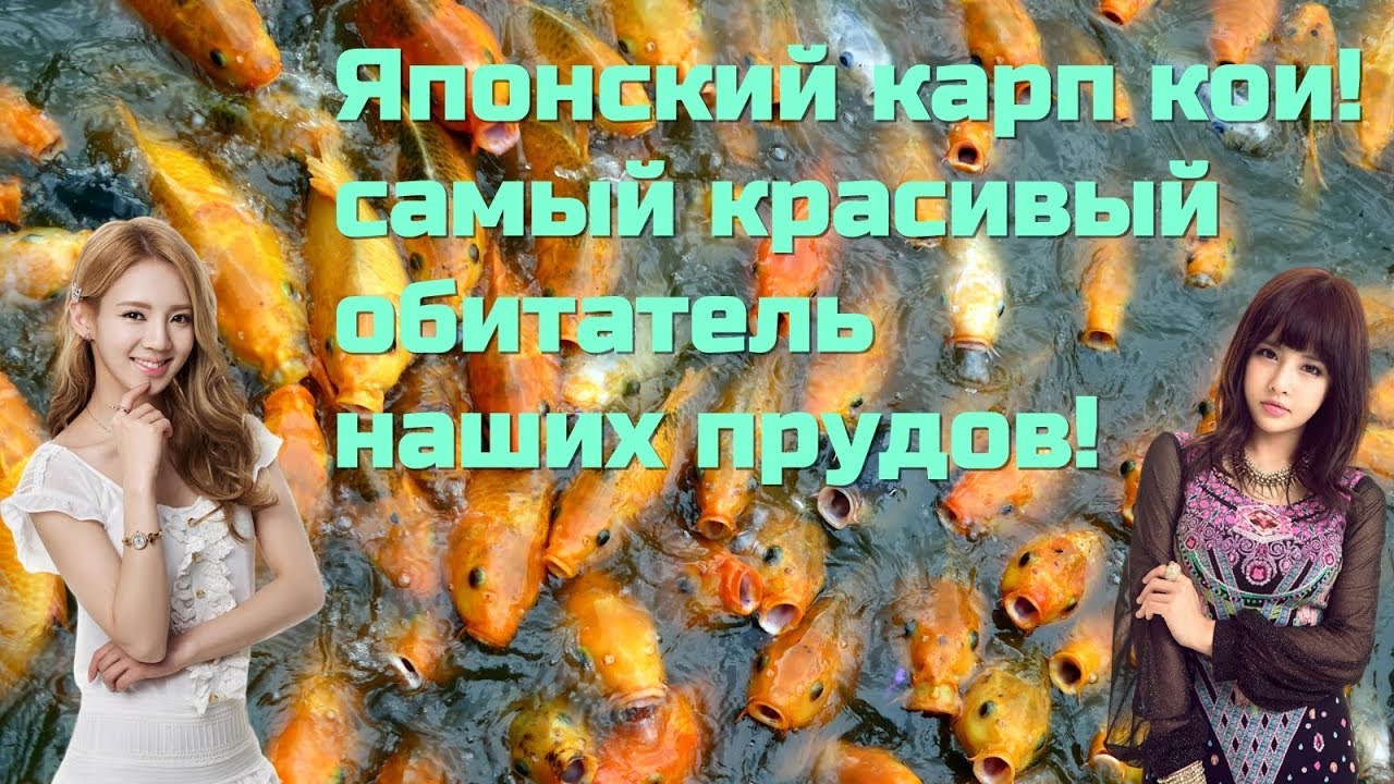 Японский карп кои - 10-12 см. Хорошо растут, красивые и легко ...