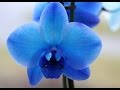 Орхидея не экзотическое чудо, а обычное комнатное растение