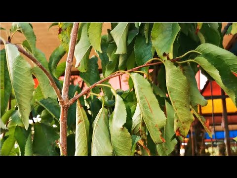 فيديو: دليل الري بشجرة الكرز - نصائح لسقي أشجار الكرز