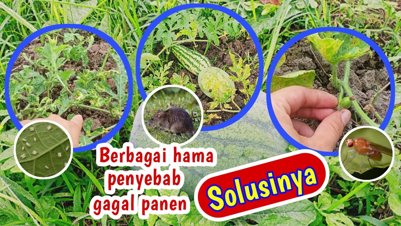 Berbagai penyebab penyakit semangka dan solusi paling ampuh