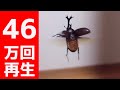 カブトムシが羽で飛ぶ瞬間（部屋の地べたから飛んだんです）