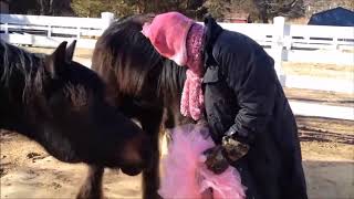 10 Funniest Horse Videos | Funny Animals