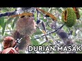 BUAH DURIAN SUDAH MATANG PULUHAN TUPAI PUN DATANG