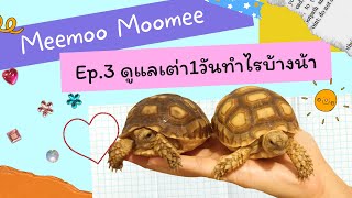 Ep.3 1วันกับเต่าซูคาต้า ดูกันตั้งแต่ตื่นนอนเลยจ้า #meemoomoomee