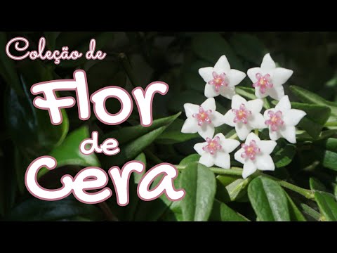 Vídeo: Hoya, Hera Cera - Cultivo E Espécies