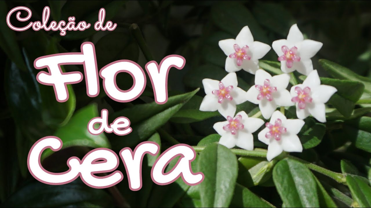 Flor de Cera! Planta suculenta de sombra. Dicas de cultivo e diferentes  variedades de HOYA - thptnganamst.edu.vn