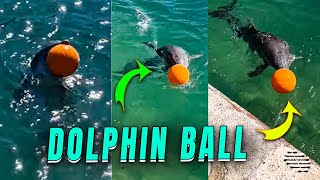 Dolphin Catches and Throws Ball During Play with Tourist