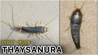 Primitive Insect Order: Thaysanura | Silverfish | #entomology #insect