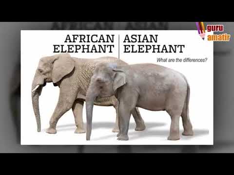 Video: Apa Perbedaan Antara Gajah India Dan Gajah Afrika?