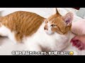 目が覚めたら一目散に母さんのもとへ行く猫
