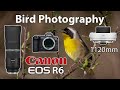 Spring Bird Photography • RF 800 f/11 + 1.4x Extender • Canon EOS R6
