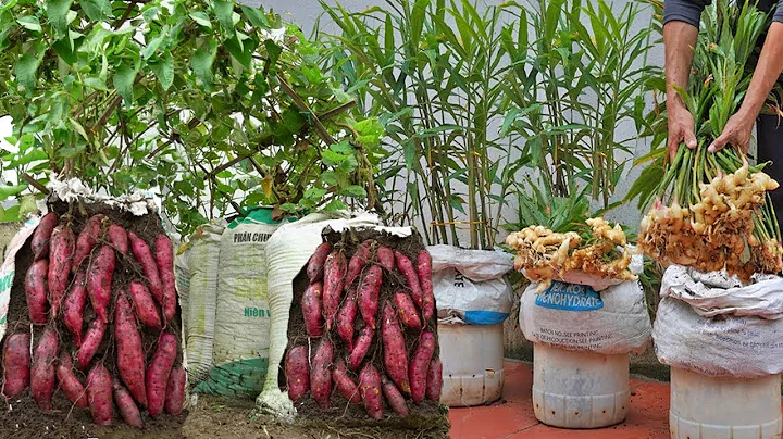 [Home Gardening] No Need Garden: Productive Gardening Solutions for Beginners thumbnail