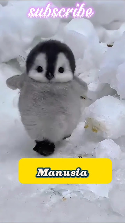 pinguin 🐧 menganggap manusia sebagai teman