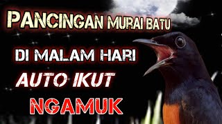 Pancingan Murai Batu ⁉️Di Malam Hari Langsung Respon Ikut Gacor