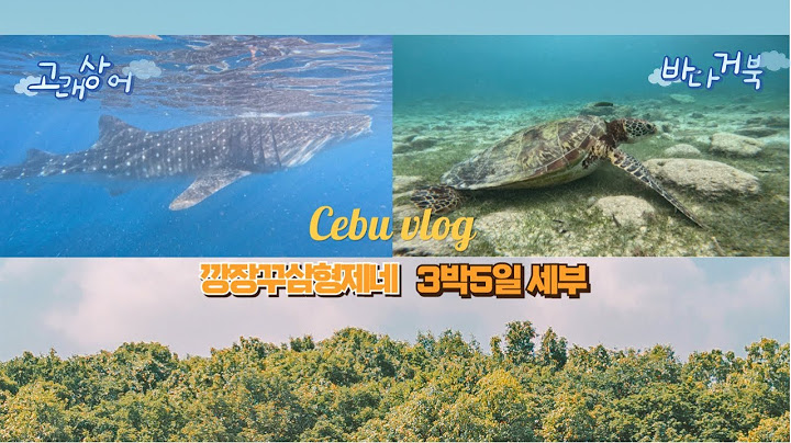 장꾸삼형제네 세부여행 vlog | 오슬롭 모알보알 투어 세부맛집 제이파크리조트