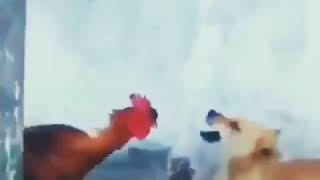 Cock vs Dog ,fight to the death??