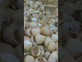 Shocking Reality Exposed: How Male Chicks Are Crushed and Shredded in the Egg Industry