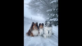 VDH Shelties vom Ponyhügel: Winterzauber Schwarzwald mit Amy, Neela und Lady/Maddie vom Ponyhügel! by Christine Spranger 415 views 1 year ago 2 minutes, 48 seconds