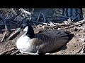 Momma Goose Lays 3rd EGG In Decorah Eagles Nest