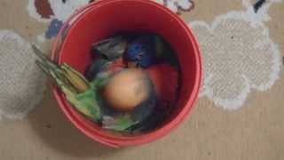 Funny Lorikeet playing with a ball in a bucket