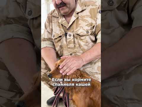 СПАНИЕЛЬ. КОМУ не СТОИТ БРАТЬ? Дрессировка спаниеля #дрессировка #спаниель #shorts