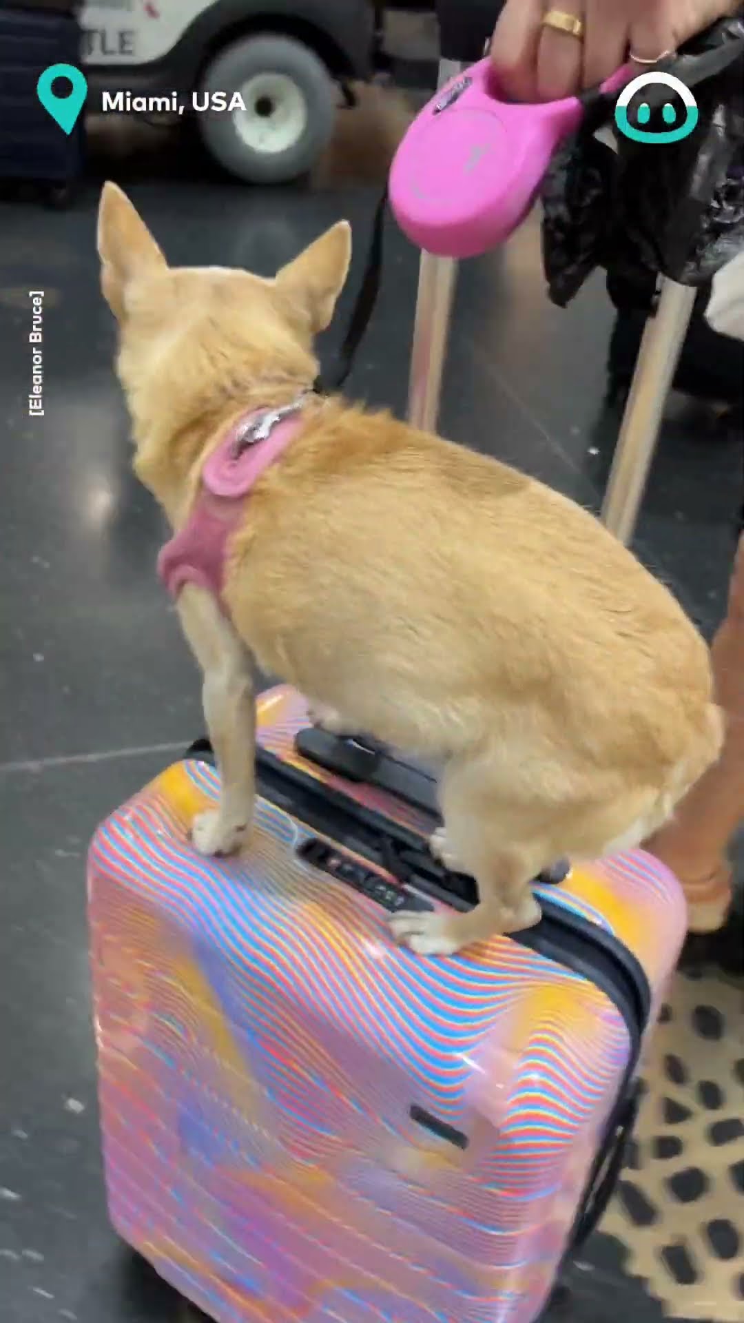 First Class Chihuahua Treatment || ViralHog