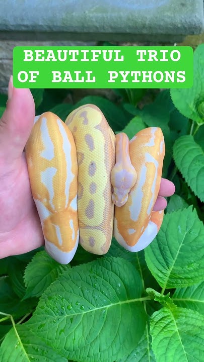 BEAUTIFUL TRIO OF BALL PYTHONS - YouTube