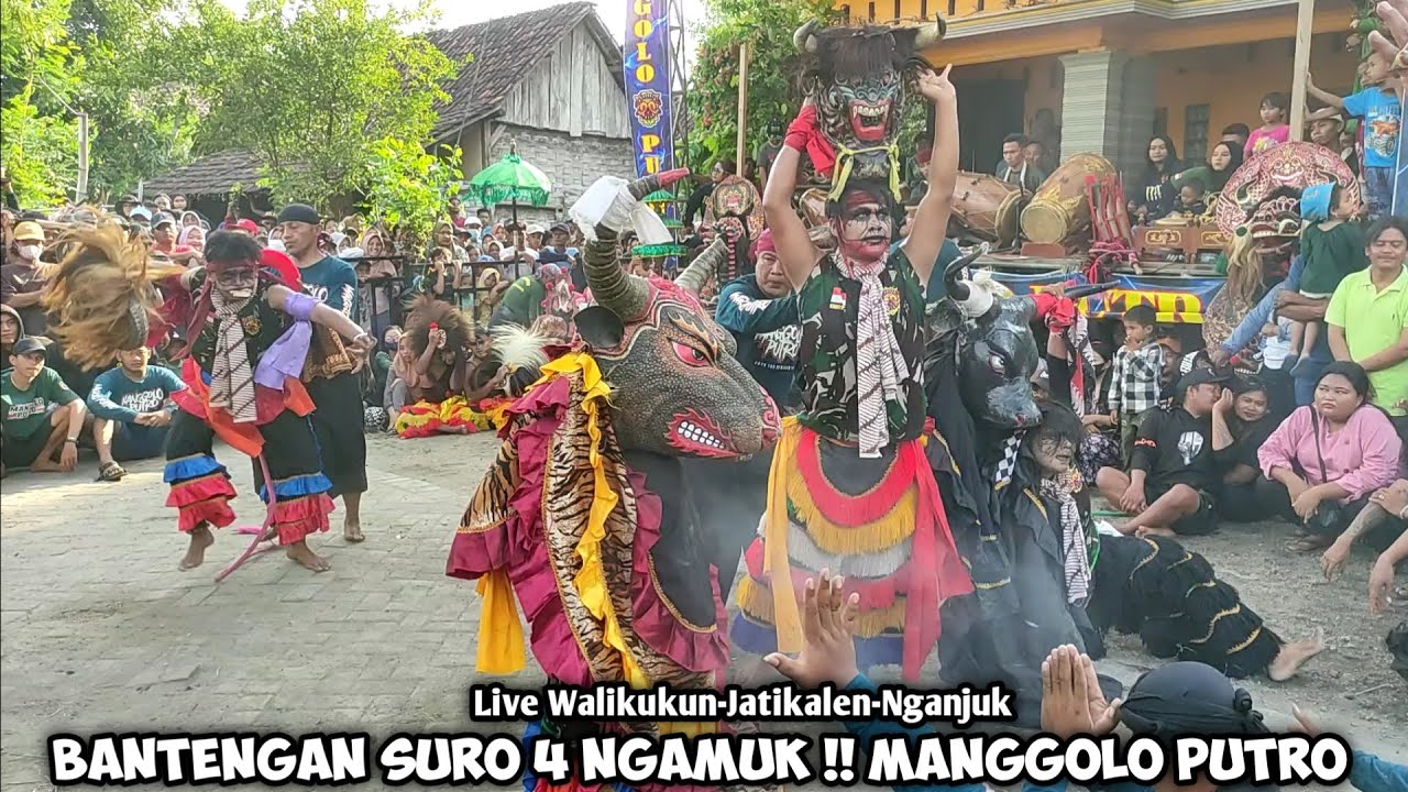 Bantengan Suro 4 Ngamuk❗Jaranan MANGGOLO PUTRO Live Walikukun Jatikalen Nganjuk
