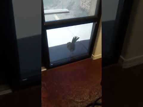 Roadrunner fights with reflection...