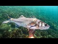 LUBINAS Y URTAS A POCA AGUA. Pesca submarina