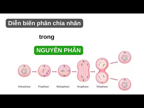 Video: Bao nhiêu vật chất di truyền có trong tế bào trong quá trình prophase 1?