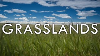 The Grassland Biome  Biomes #5