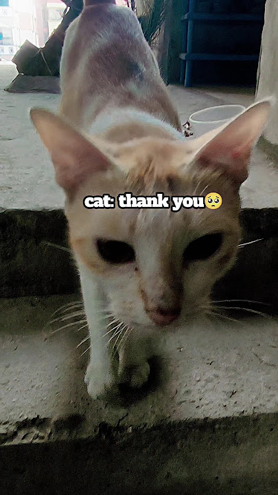 the cat was hungry #cat #cats #kitten #catlovers #cutecat #pets #rescue