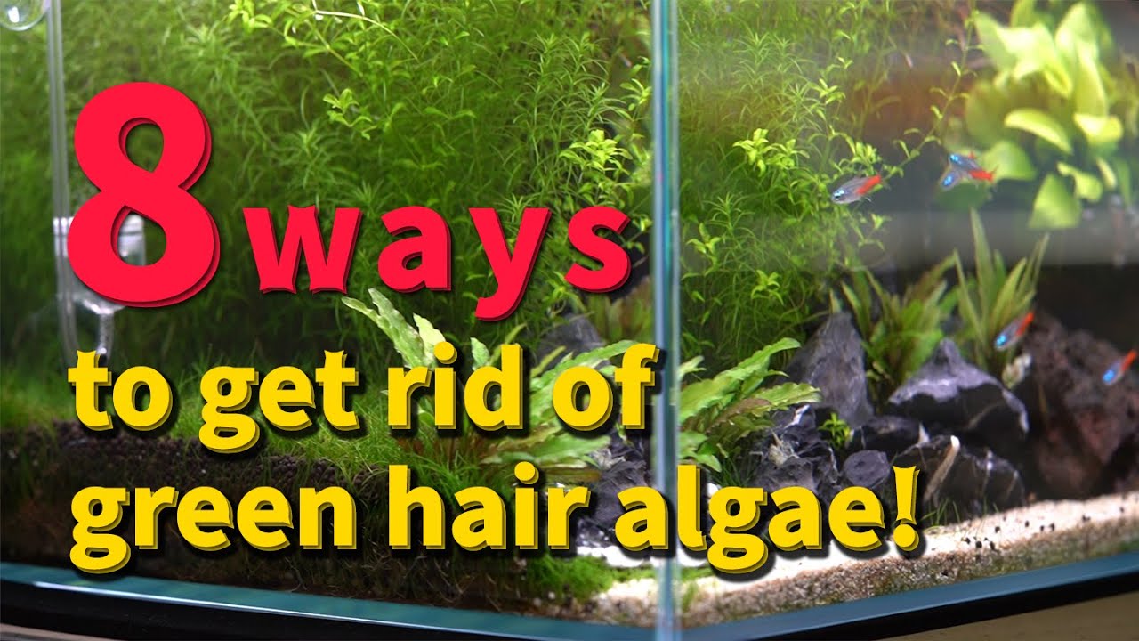 How Do I Get Rid Of Green Hair Algae In My Saltwater Tank at Susanne