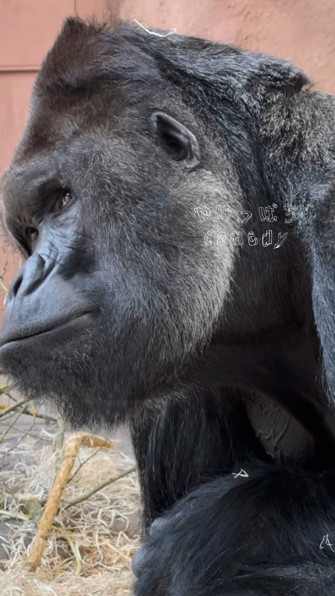 Don't do it] #gorilla #koala #animal #zoo #family #pachinko