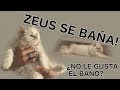 Bañamos a nuestro gato persa!! Zeus en la ducha.