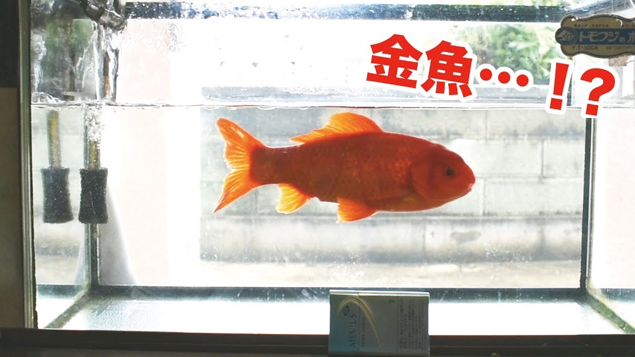 大きすぎる金魚 Youtube