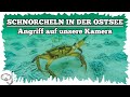 Angriff auf Kamera!  Ostsee-Schnorcheln mit der Gopro - Tauchen auf Poel