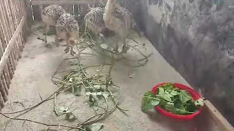 Calma Farm - Ostrich