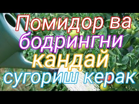 Video: Bodring Uchun Non Kiyinish: Ochiq Maydonda Va Issiqxonada Qora Nonni Infuzion Bilan Qanday Boqish Mumkin? Yod Va Xamirturushli O'g'itlar Retseptlari