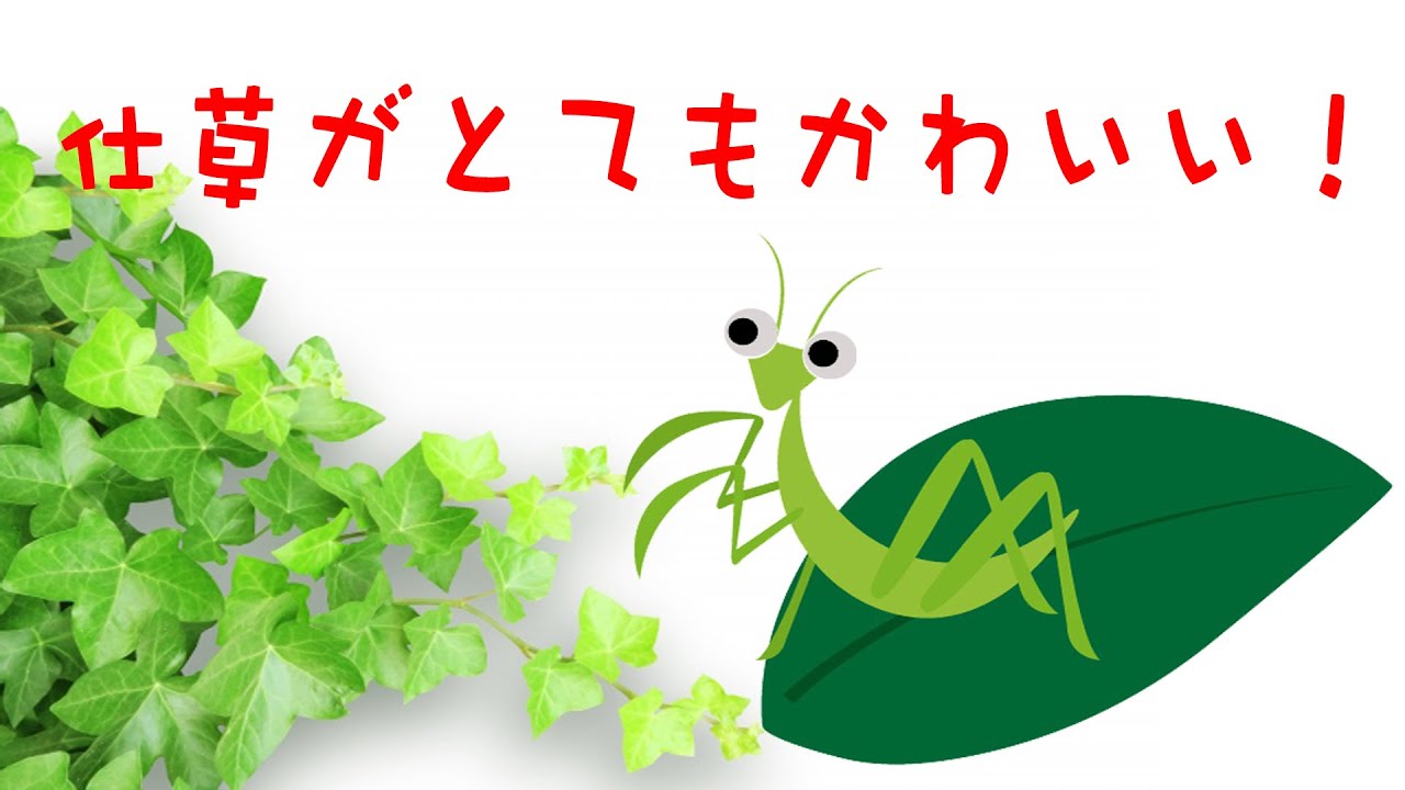 顔入れカマキリ 楽しい・面白い・気持ちいい・可愛い、そんな動画です…フェイス